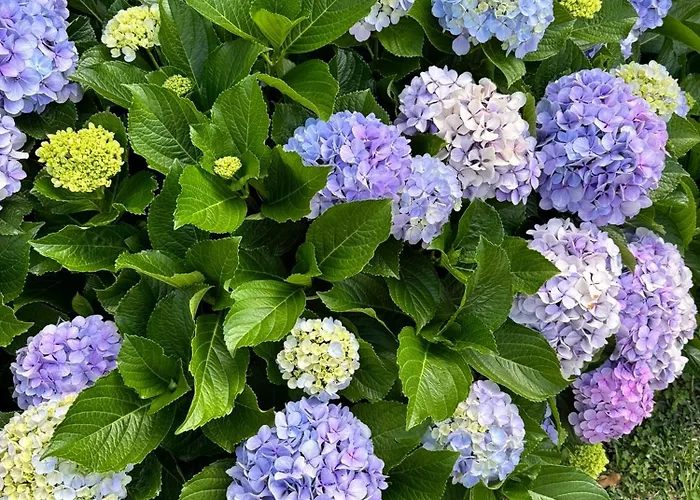 Baia Caldeirinhas 아파트 오르타