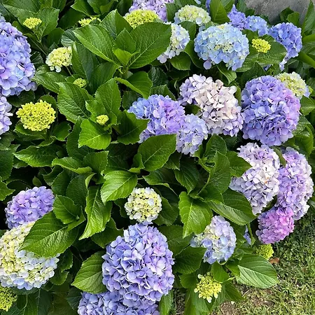 Baia Caldeirinhas Lejlighed Horta (Azores)